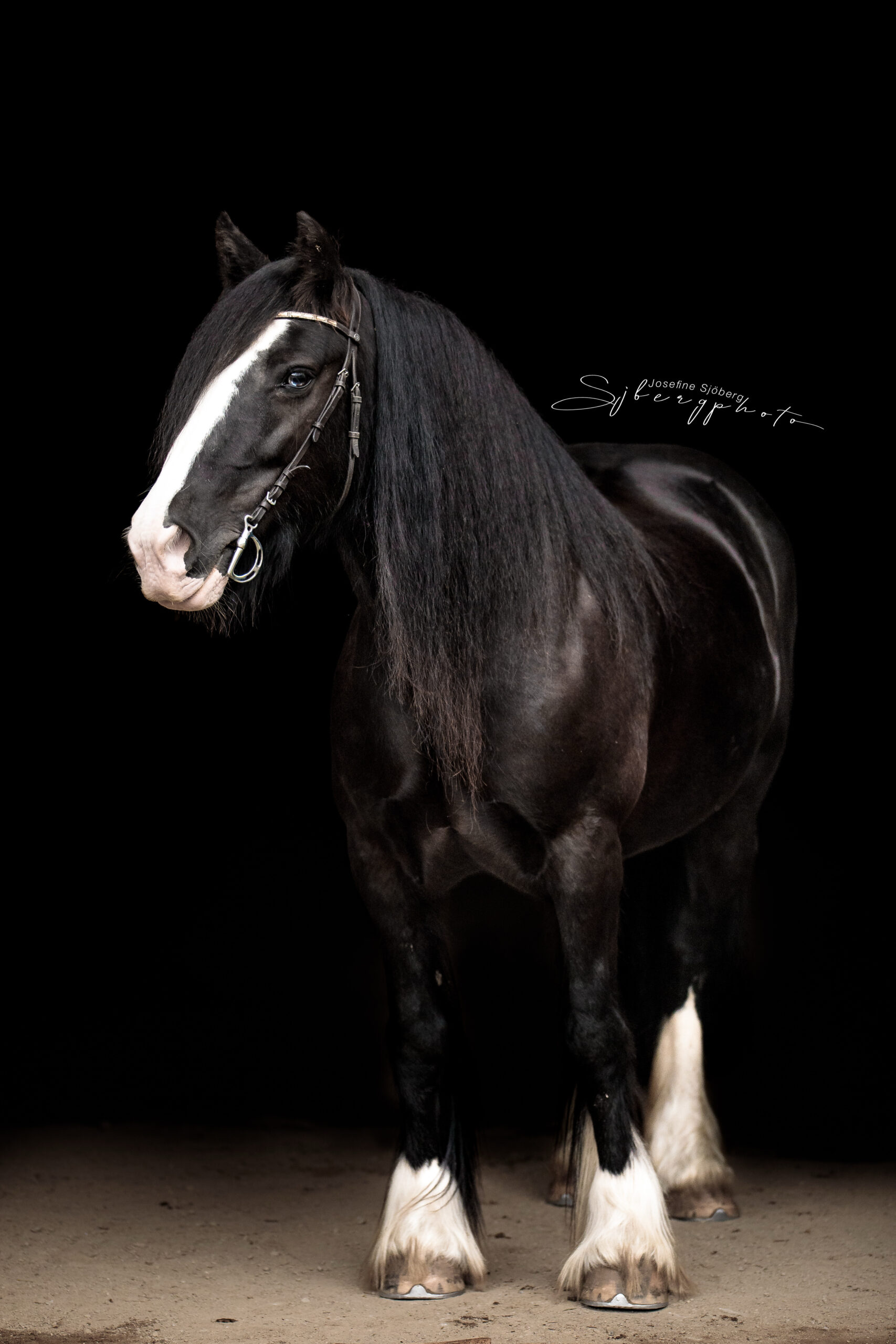 Kiwi (Sinti´s akiwa blue eye)