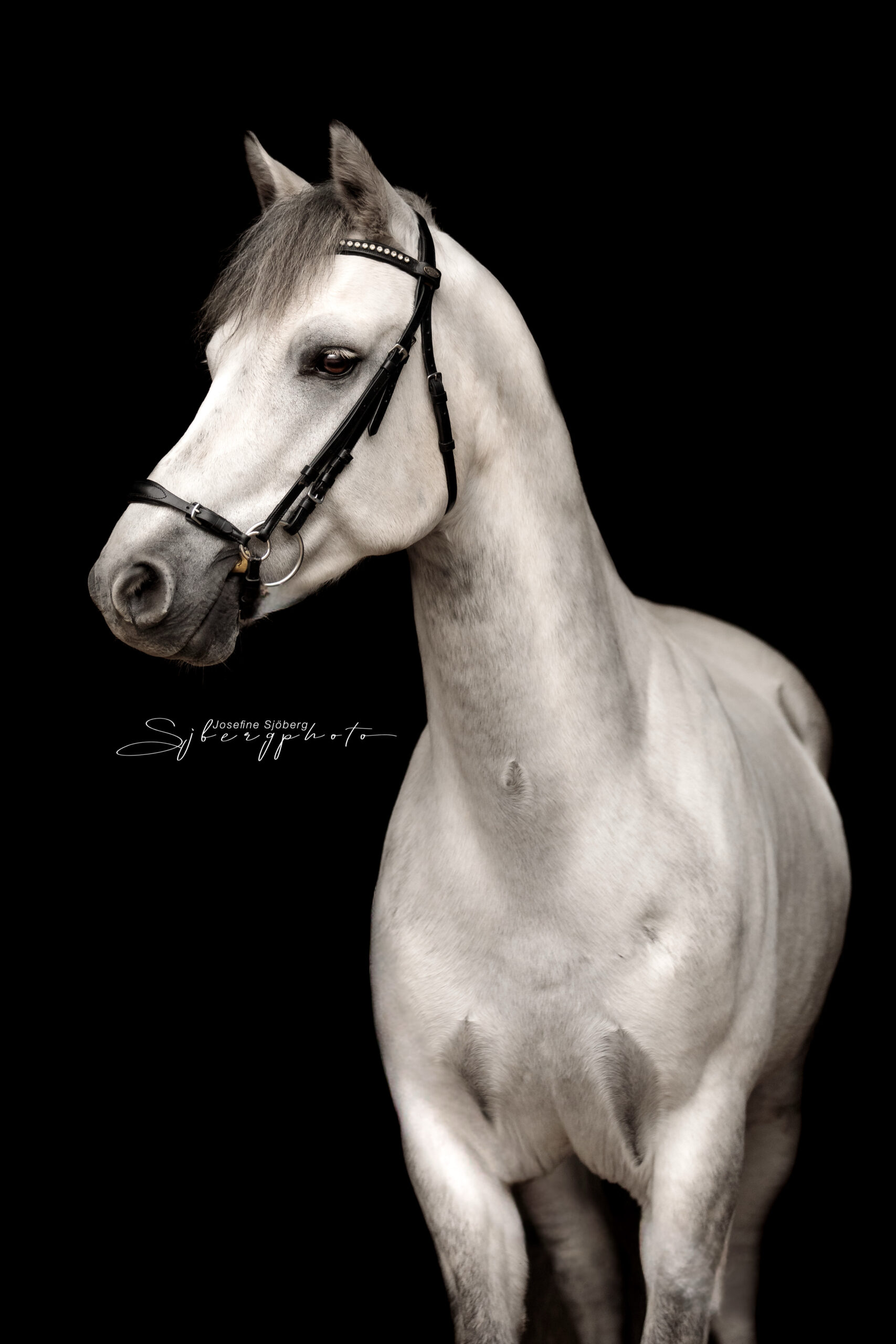 Ludde – Furnish Lad