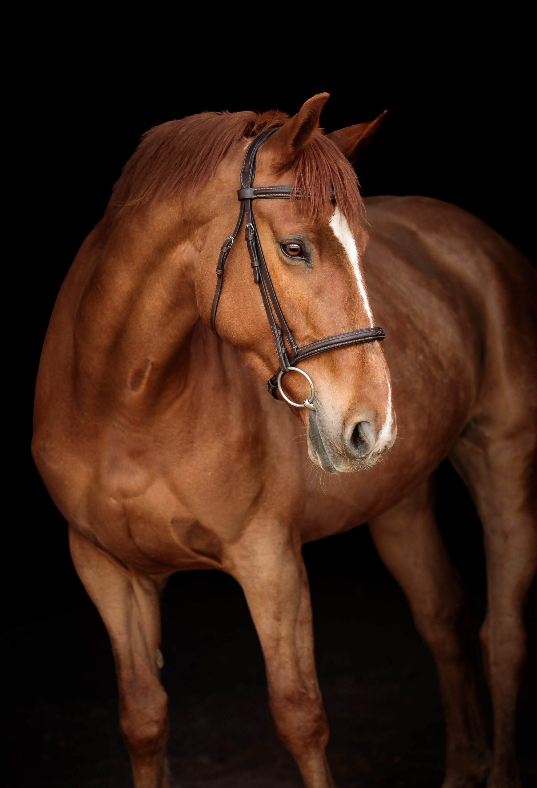 Barney (Ballyadam Barney II)