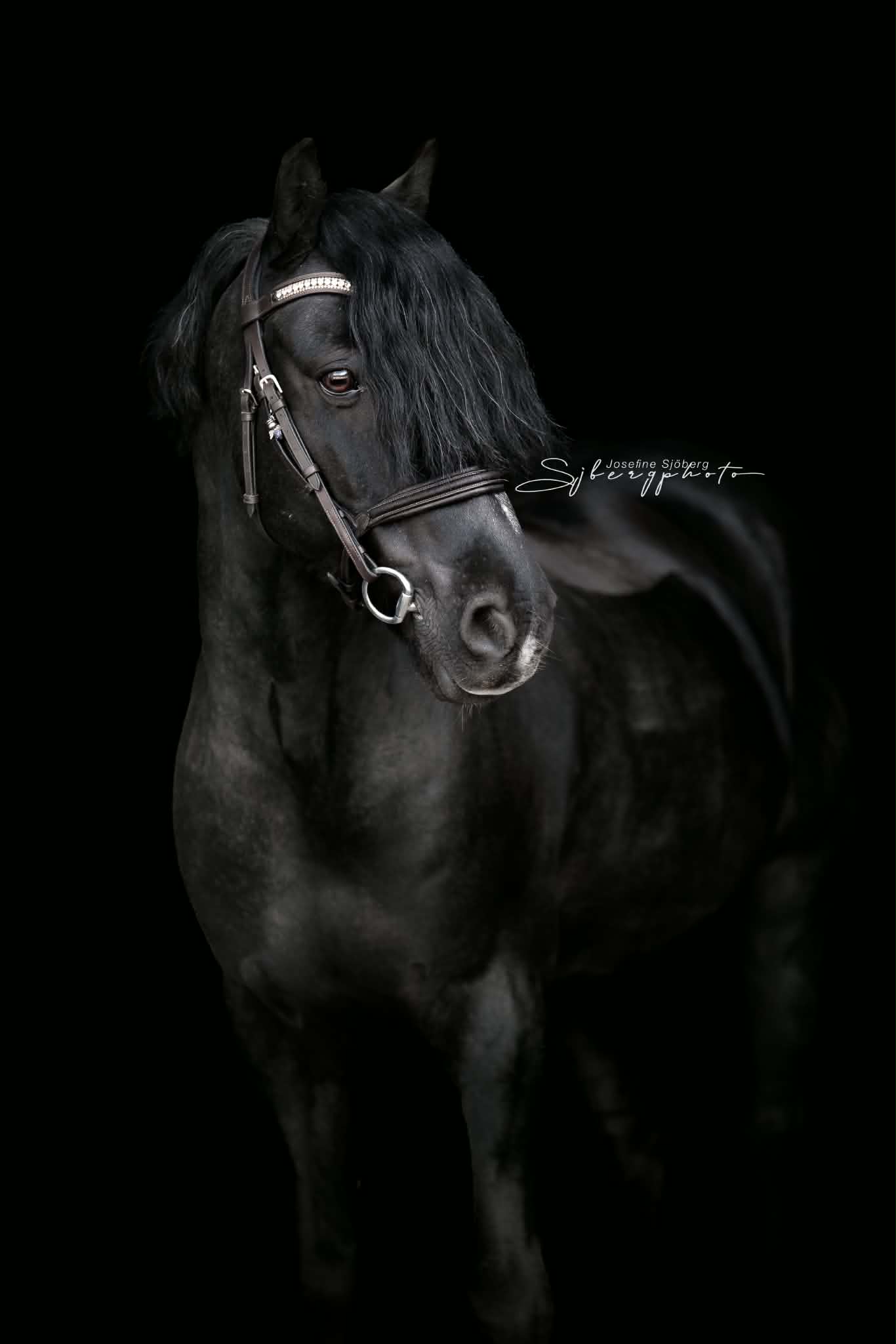 Korpen (Abbeyfarm Houdini)
